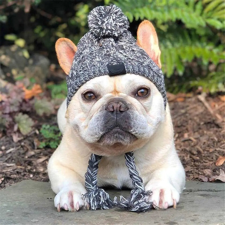 Canine Winter Cap