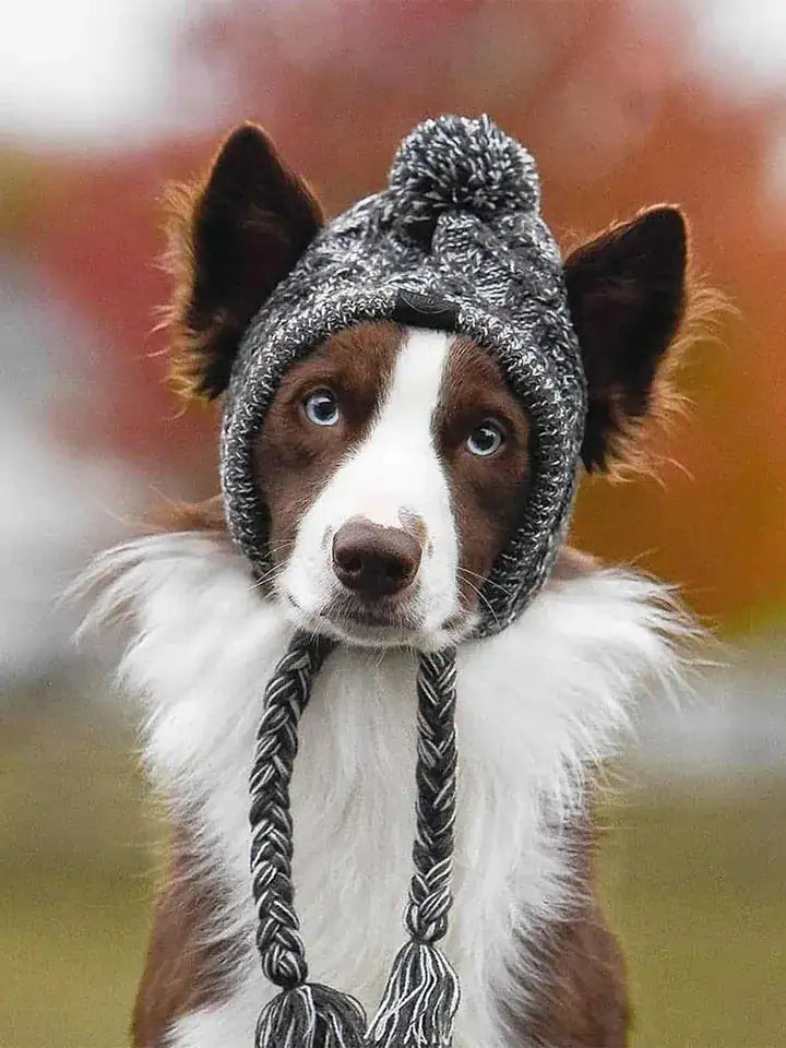 Canine Winter Cap