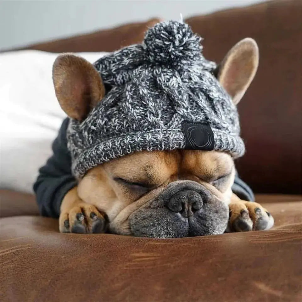 Canine Winter Cap